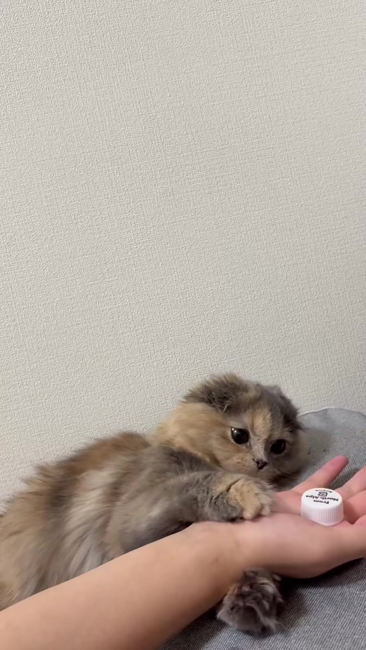 @マイクワゾウスキー
