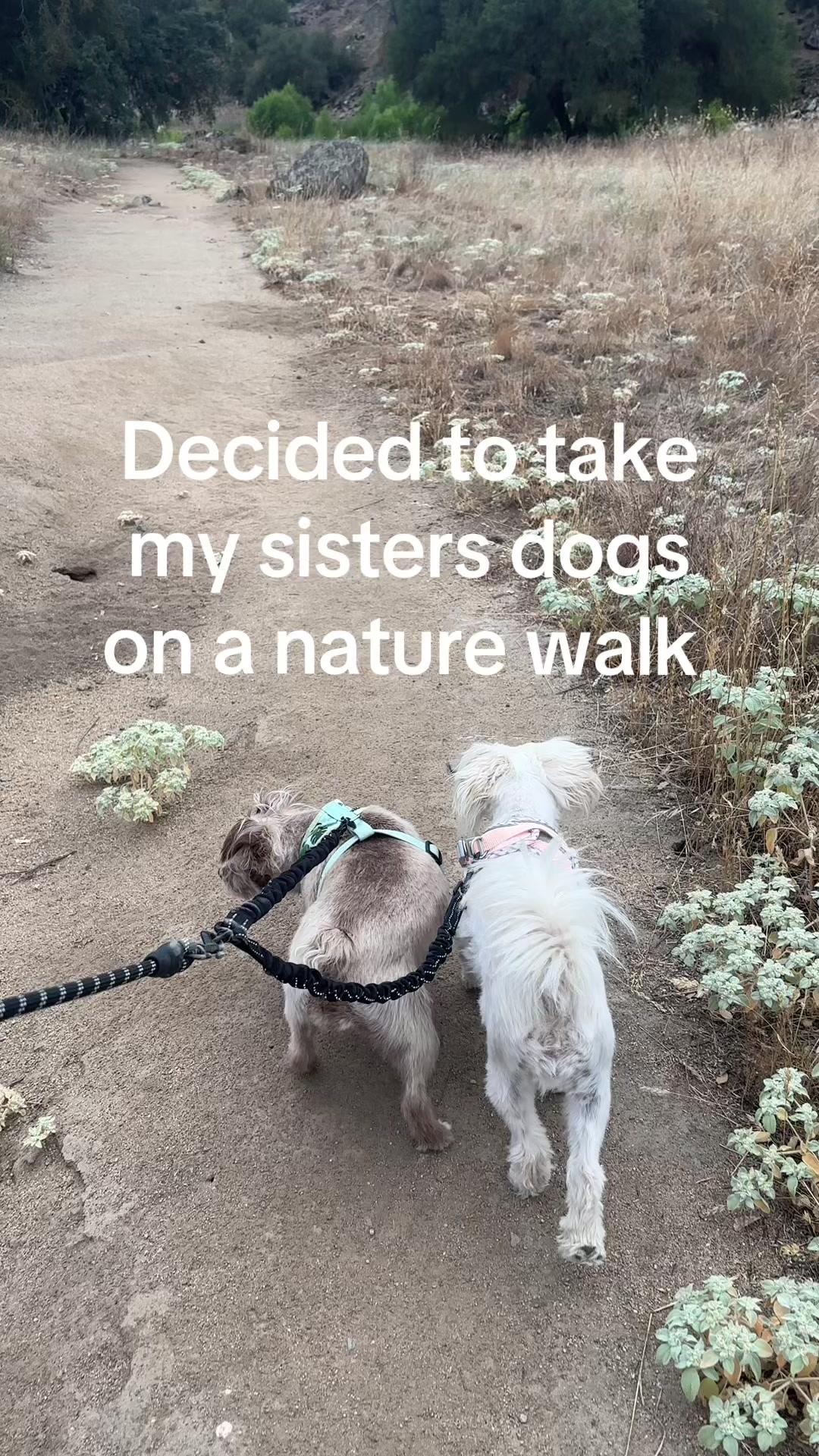 @caponethepitty