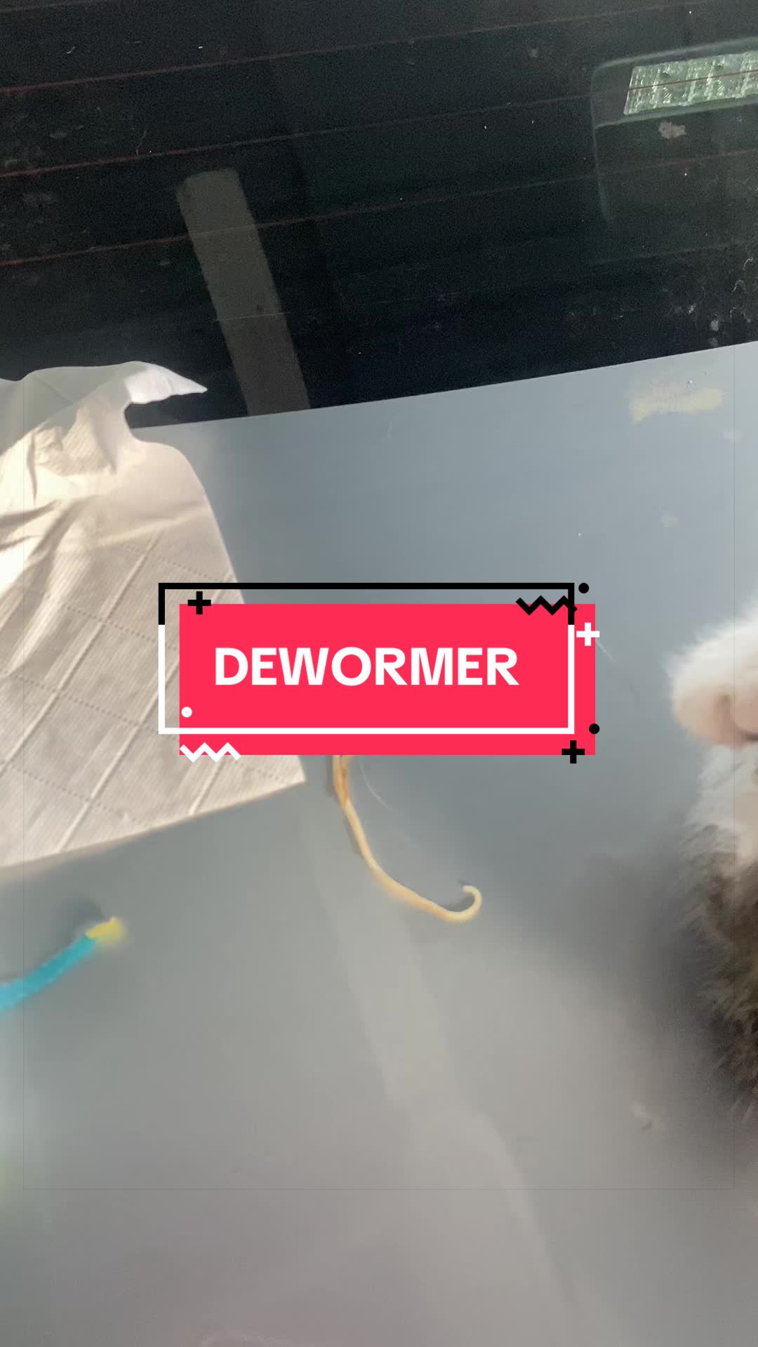 @MUHDMUJA 🐈&zwj;⬛