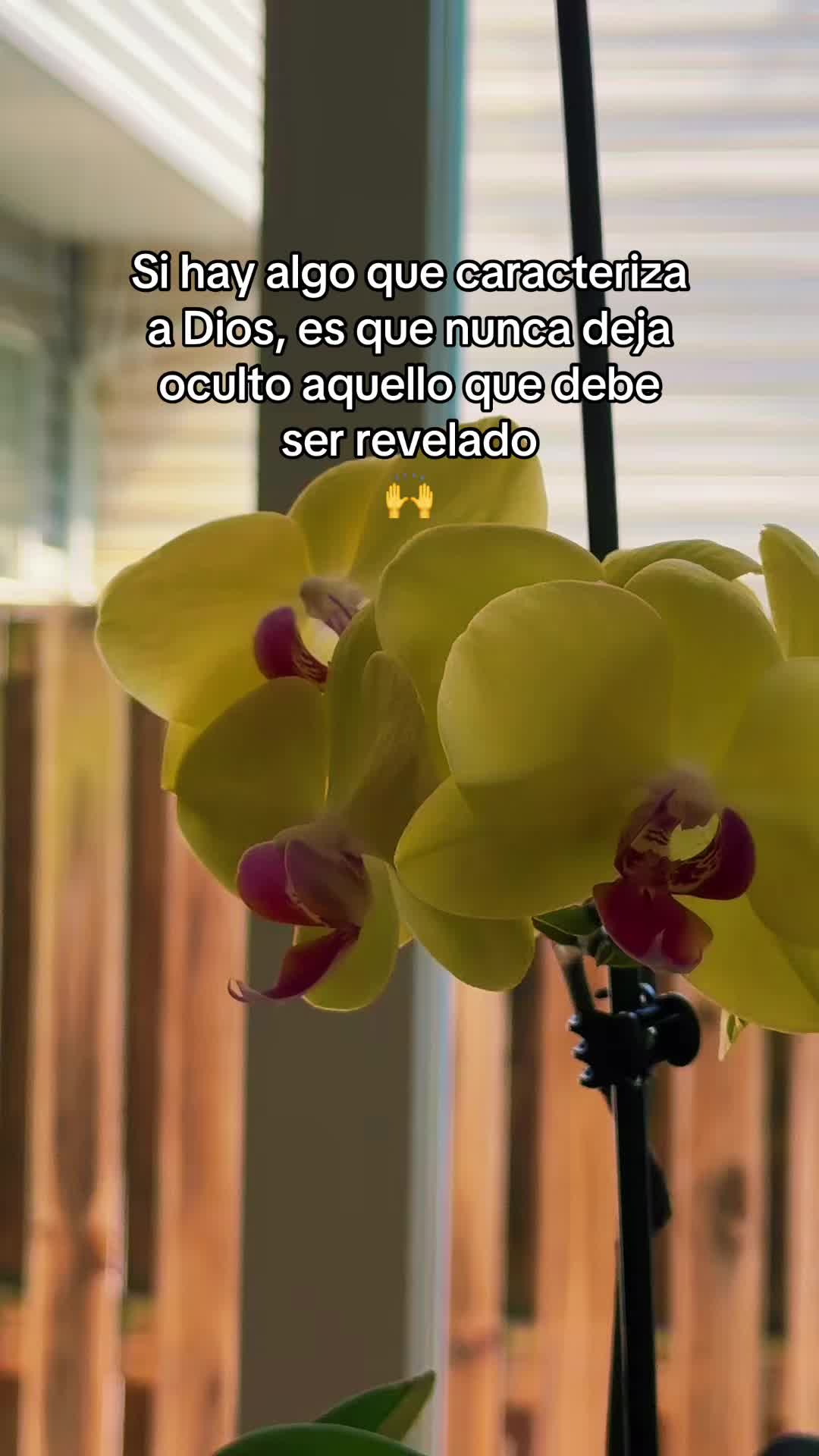 @Montoya- Avelar