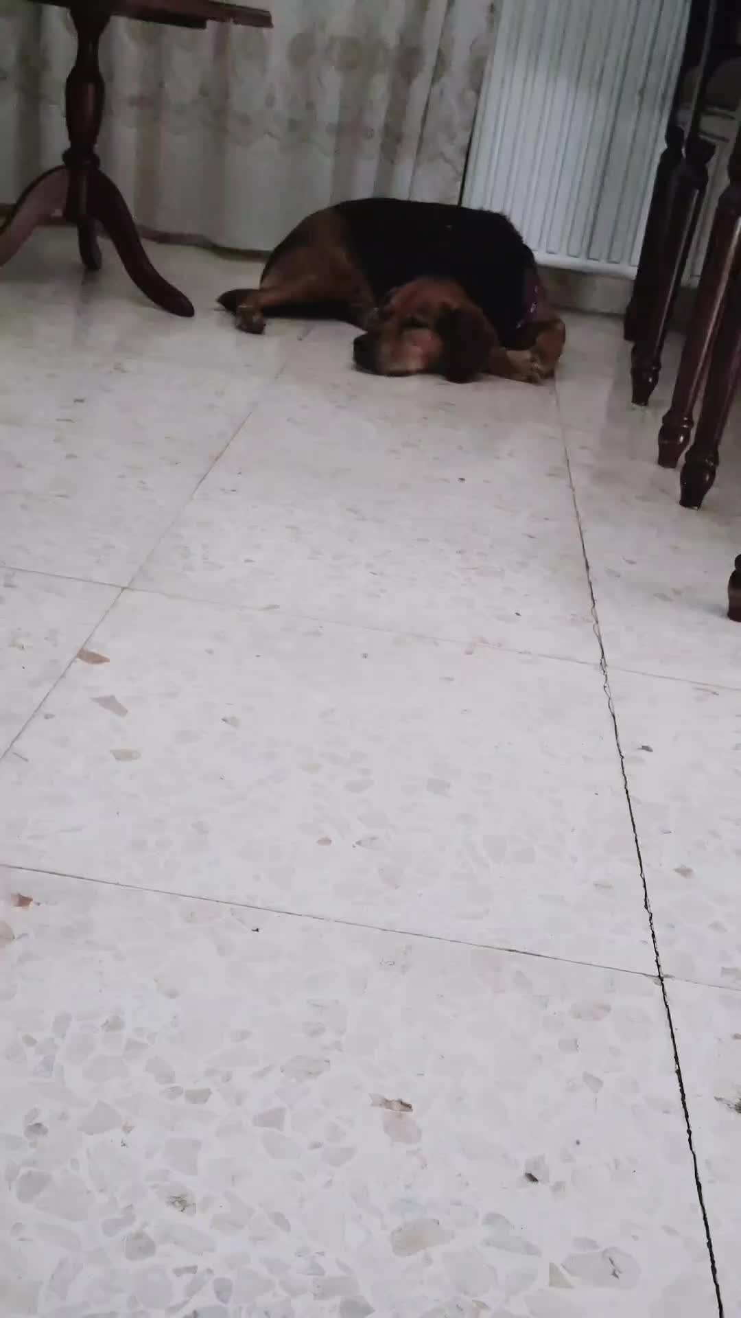 @sunita Rani
