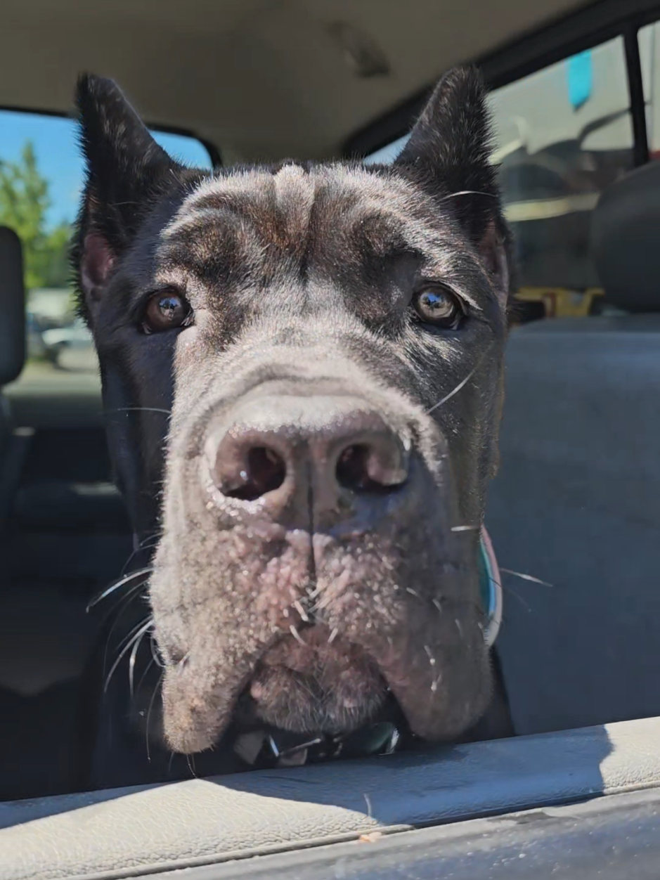 @SalmonCreekCaneCorso