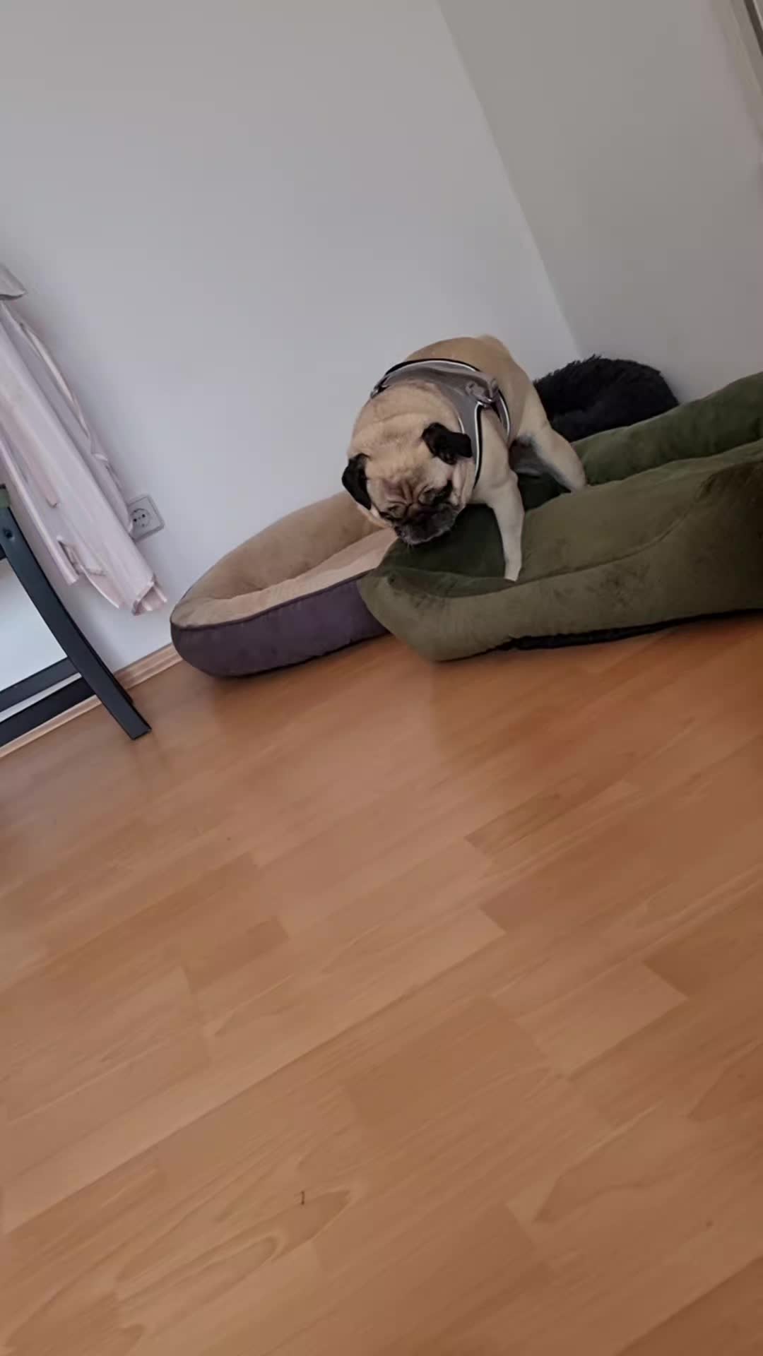 @bailey und susi