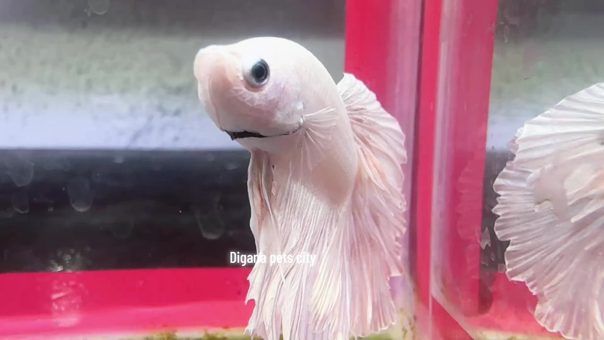 @Digana pets city