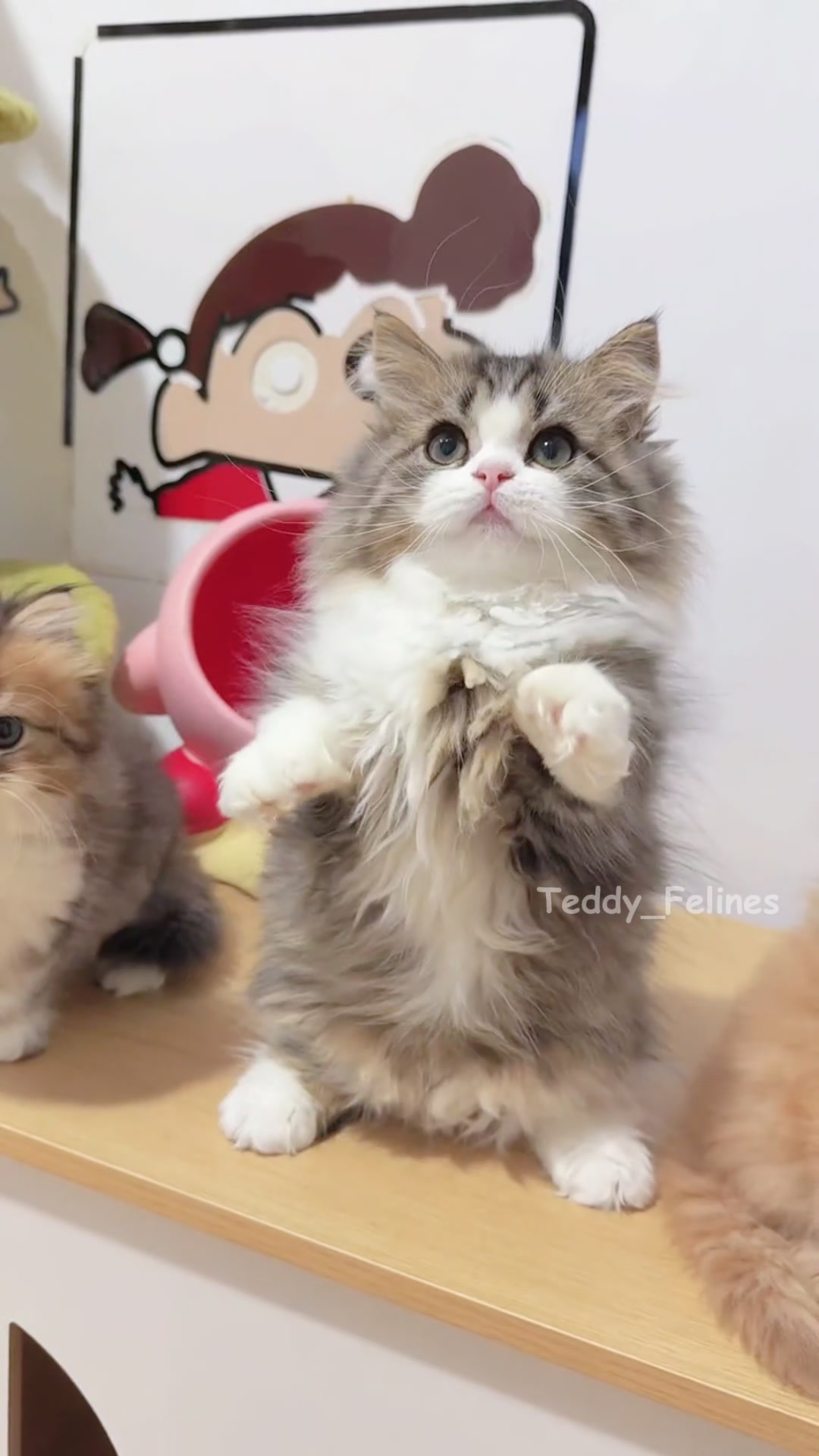 @Teddy_Felines 🧸🐾