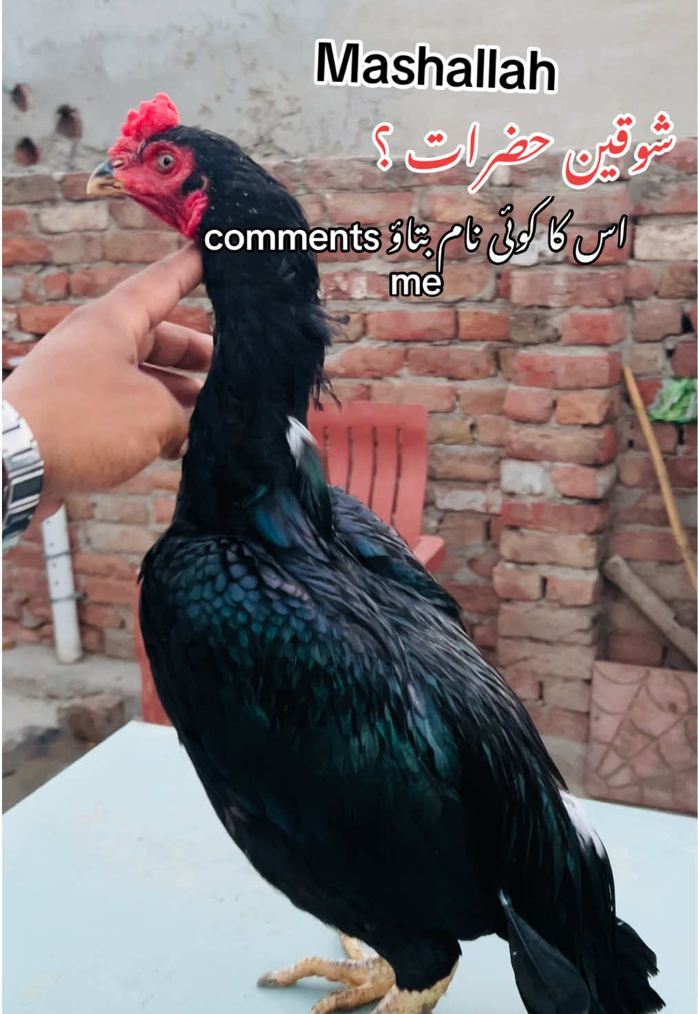 @شوق سرگودھا آ لے دا🔥🦅🐦&zwj;🔥😈