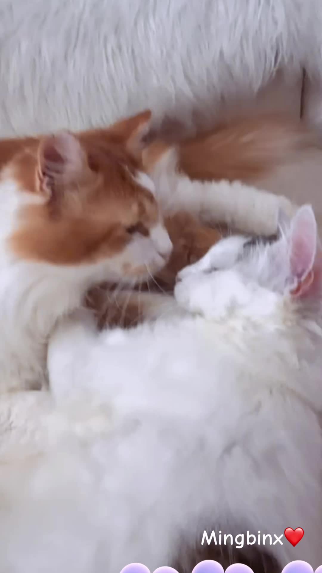 @Ming 🐈
