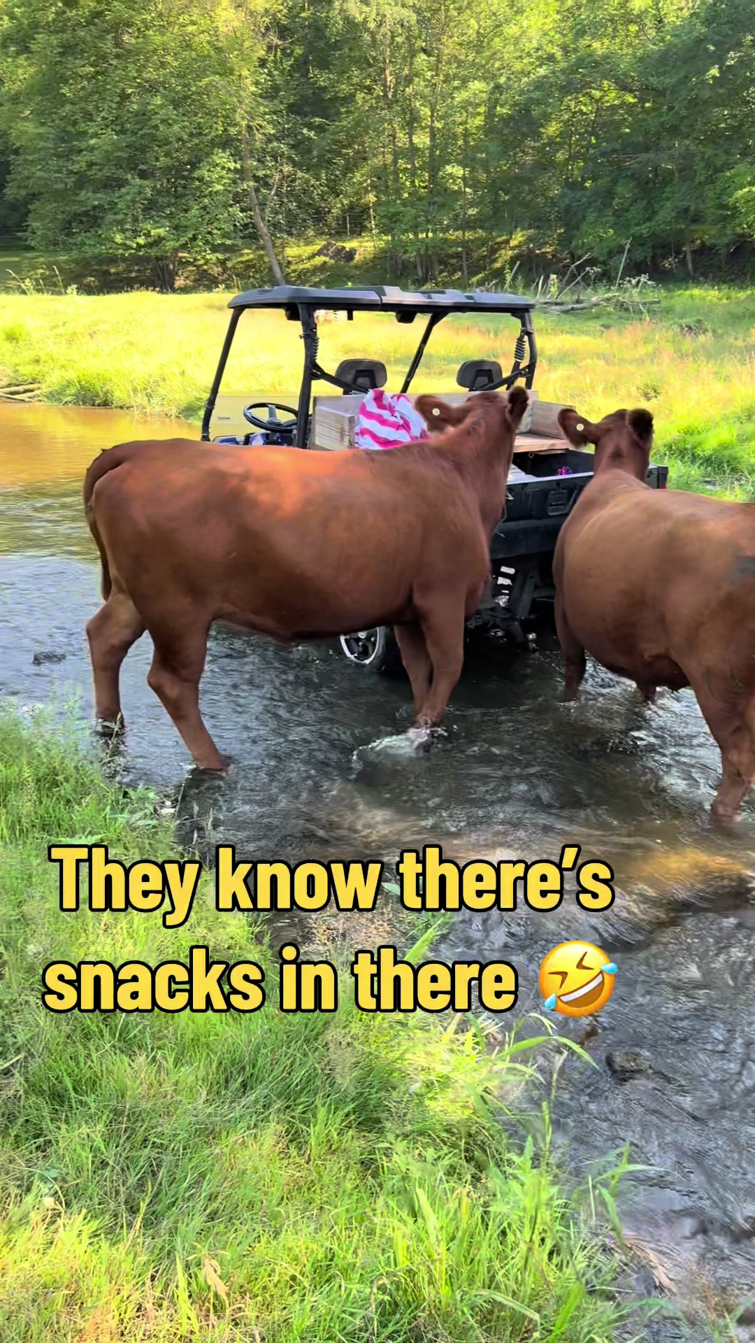 @Circle E Ranch Red Angus MN