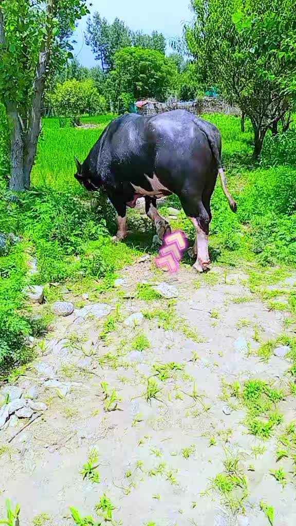 @ASAD Sarkar123