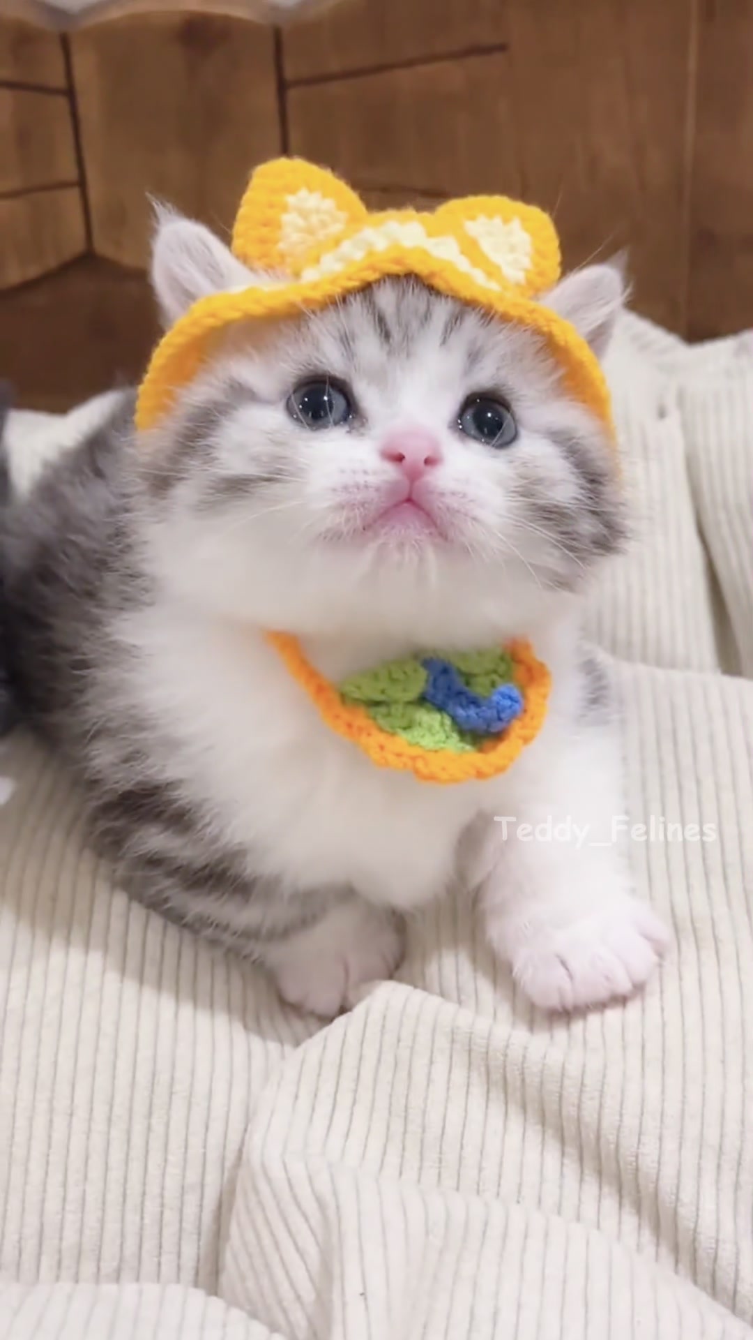 @Teddy_Felines 🧸🐾