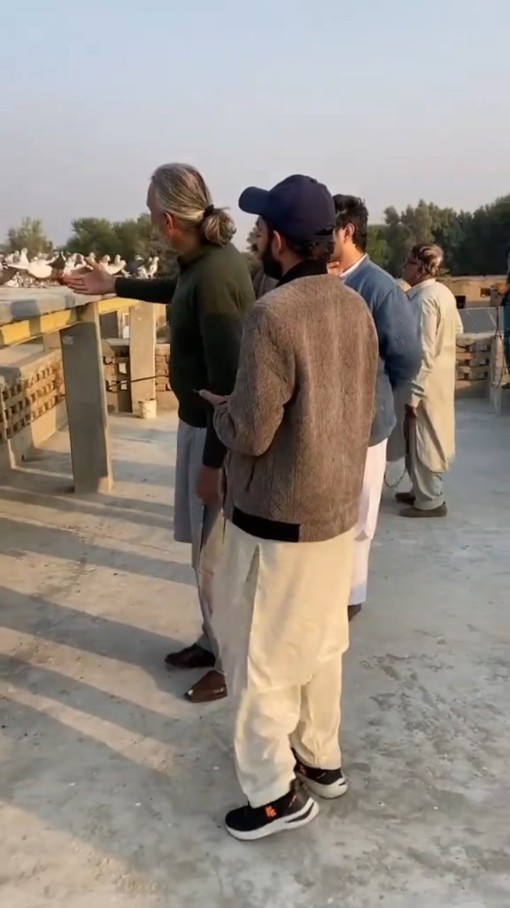 @waheedpegeonLoft
