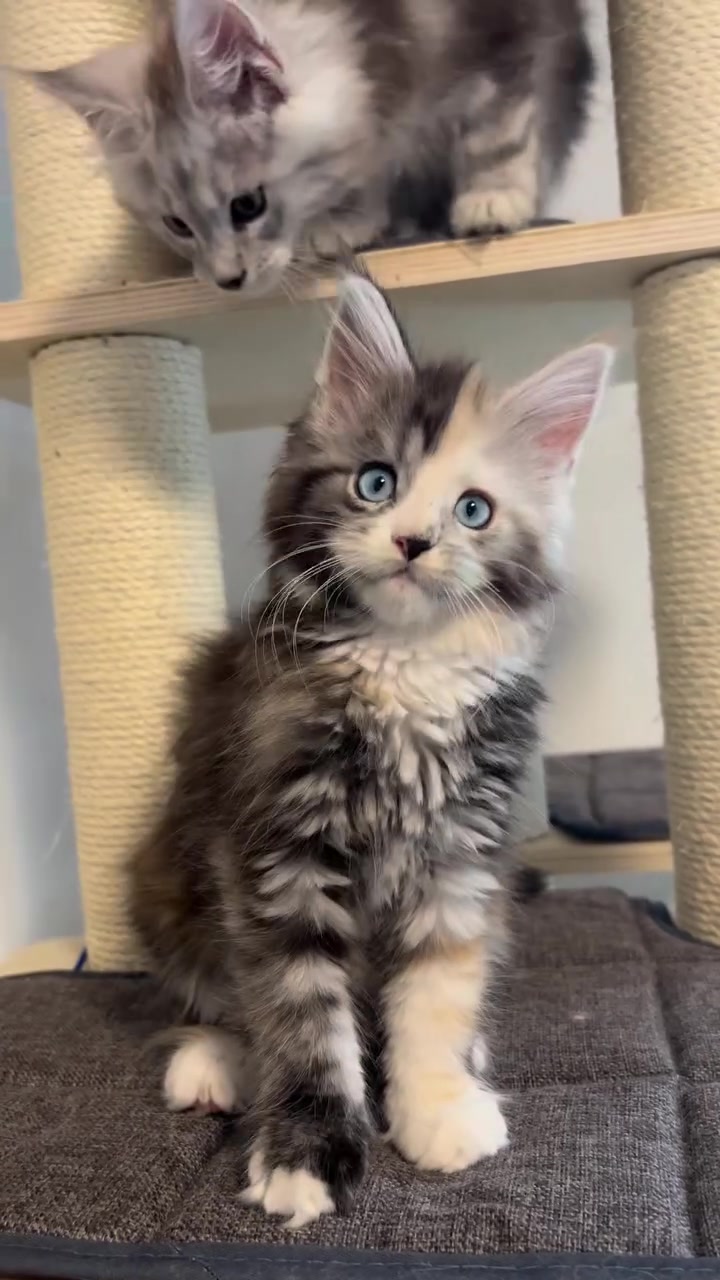 @Royal Mainecoon🇫🇷