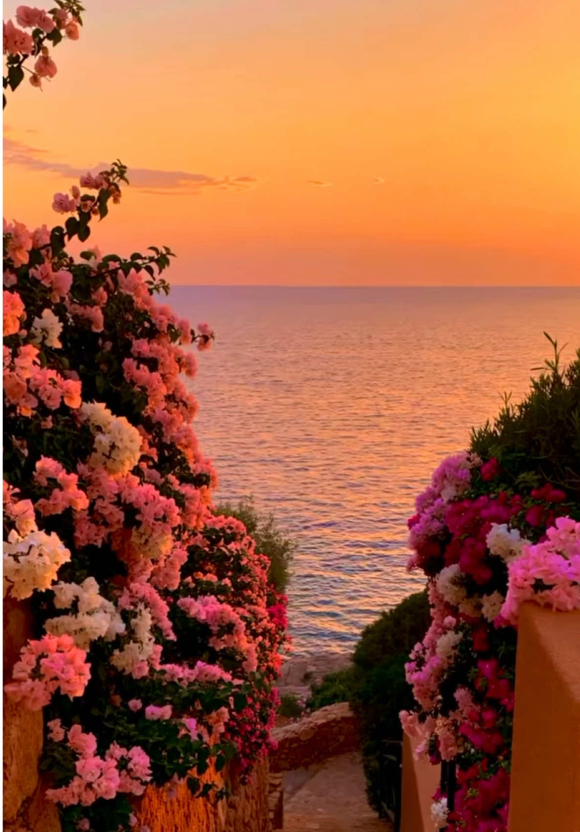 @🌅 Sunset 🌅
