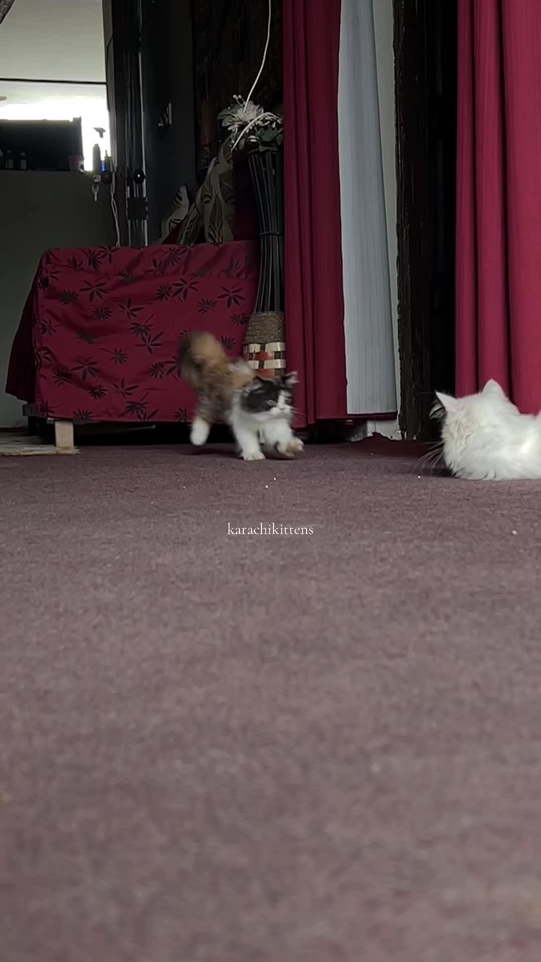 @karachikittens