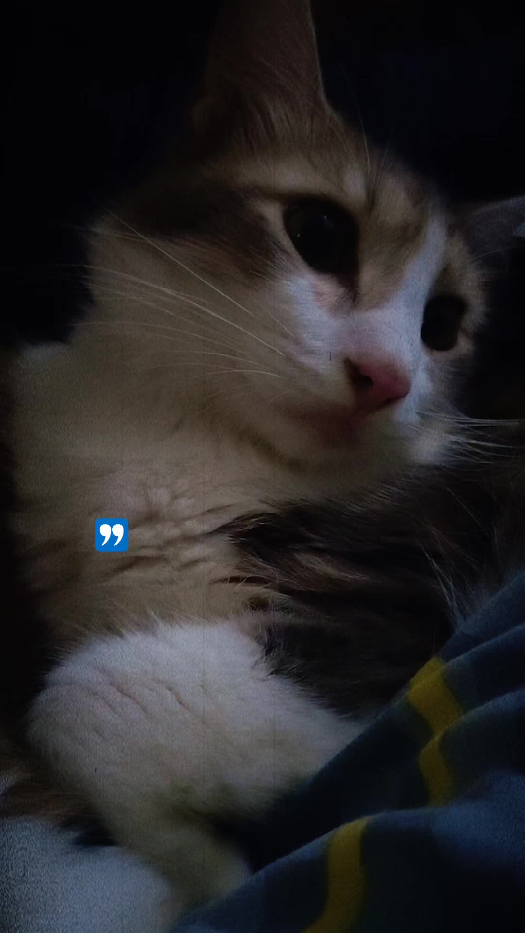 @cimba😺