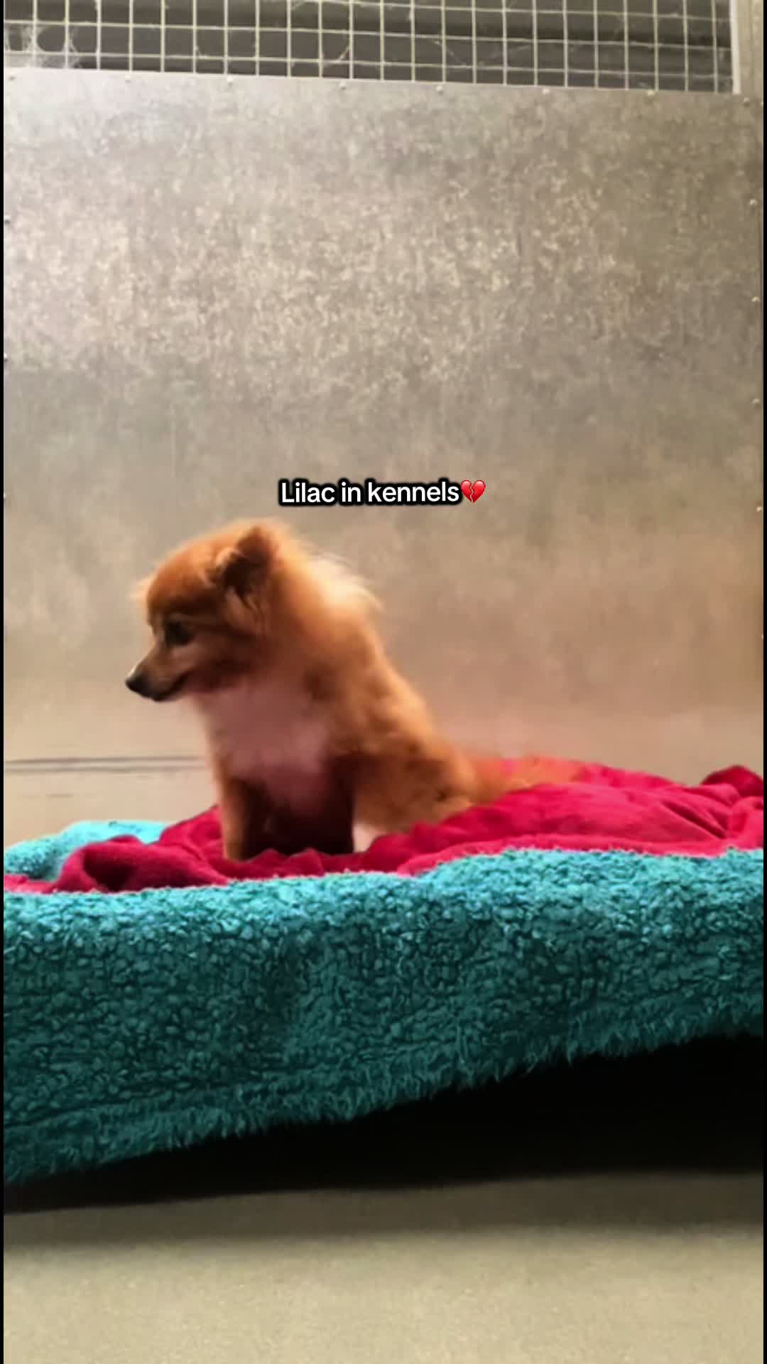 @Many Tears Animal Rescue🐾