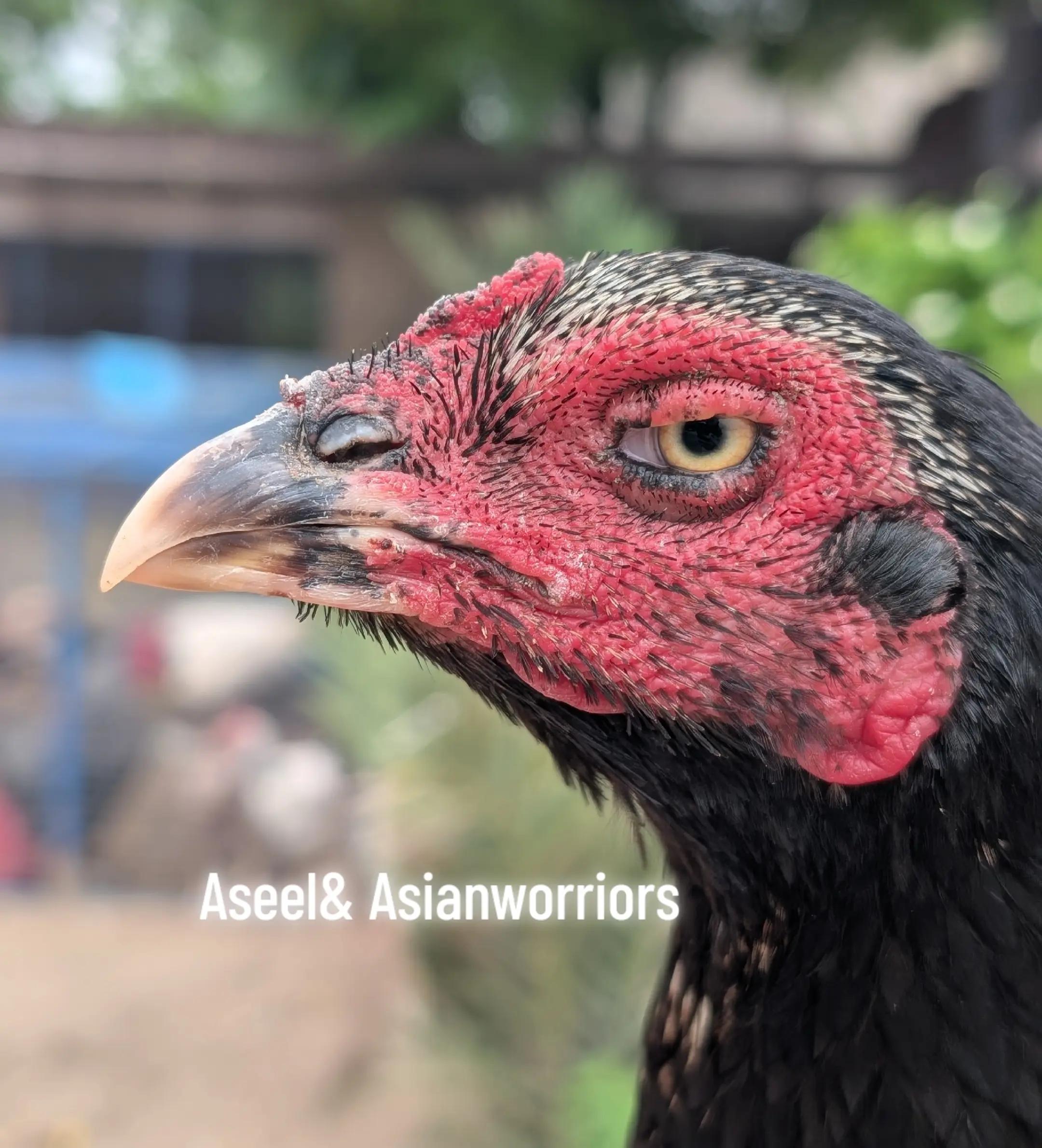 @Aseel & Asian Warrior's