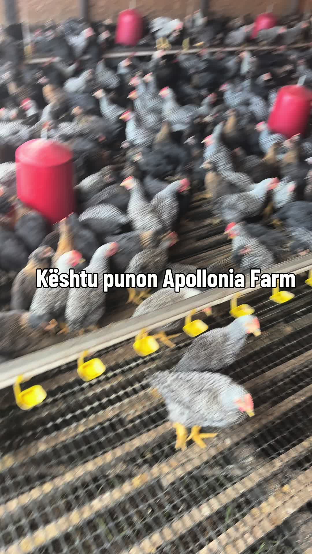 @apollonia farm ✨