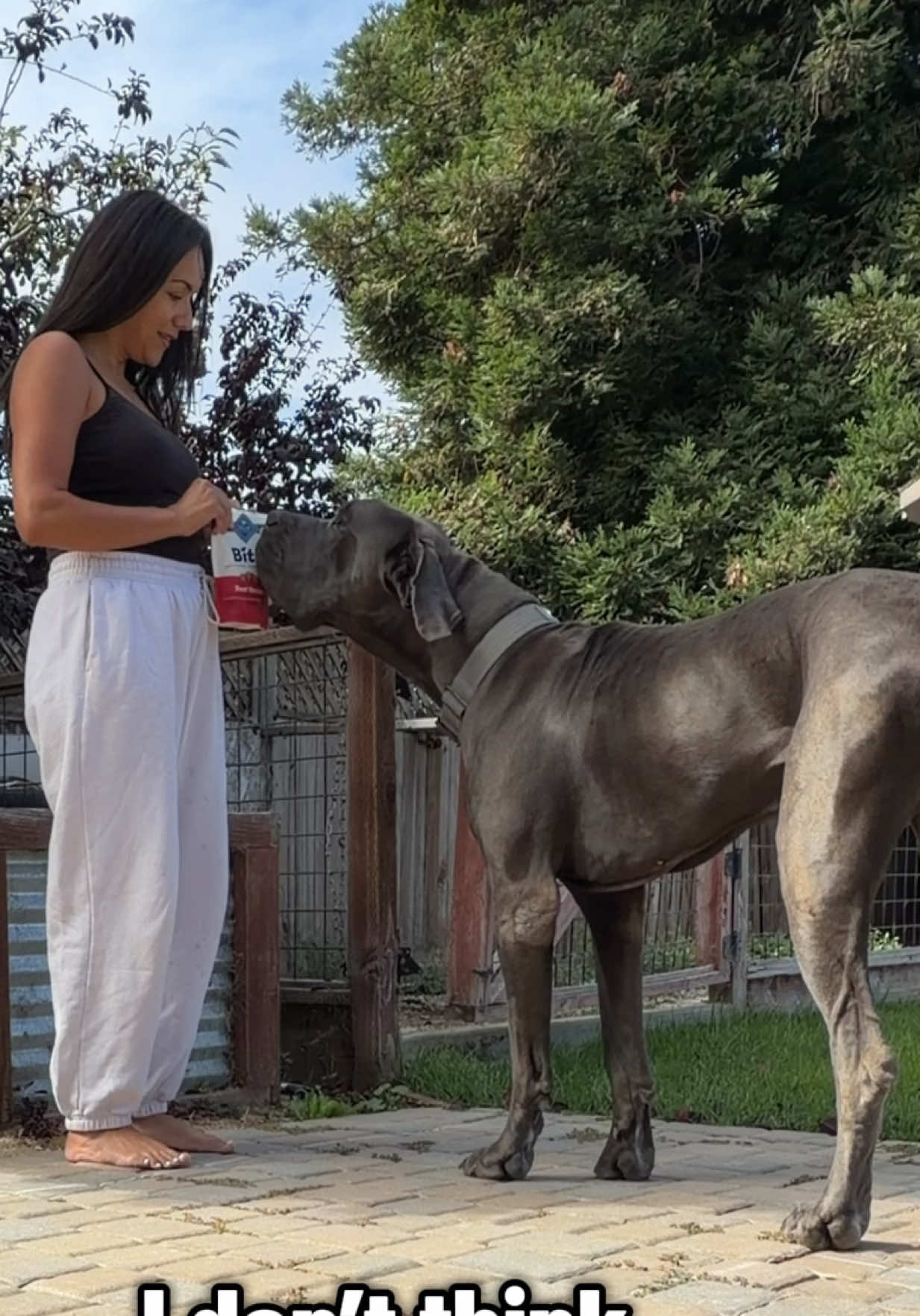 @gunner.greatdane