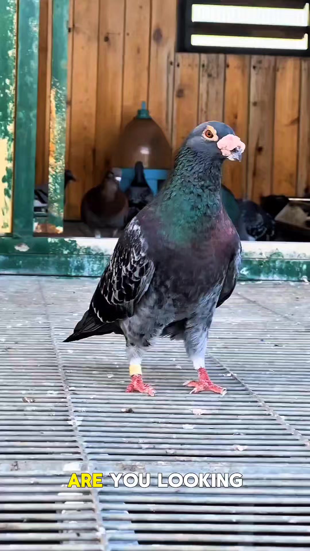 @TFRPL🕊️
