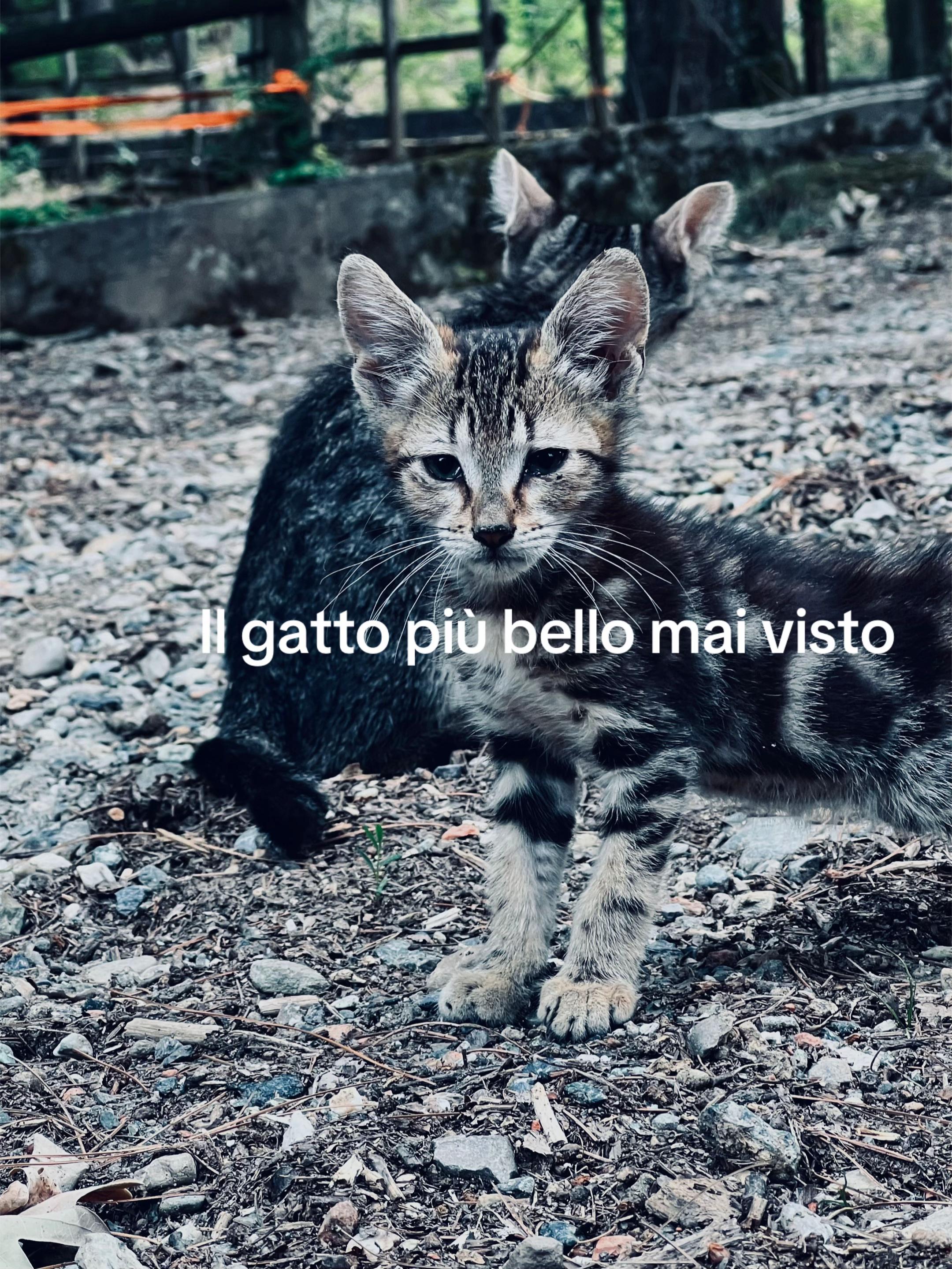 @Daniele Corradi