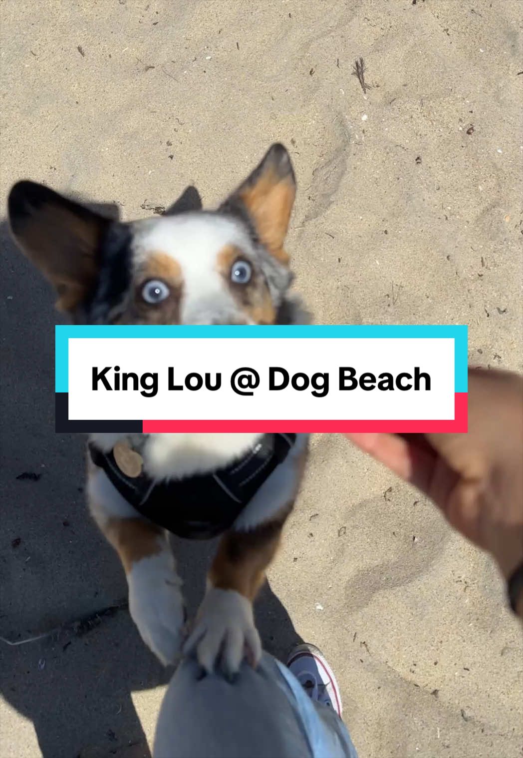 @King Lou