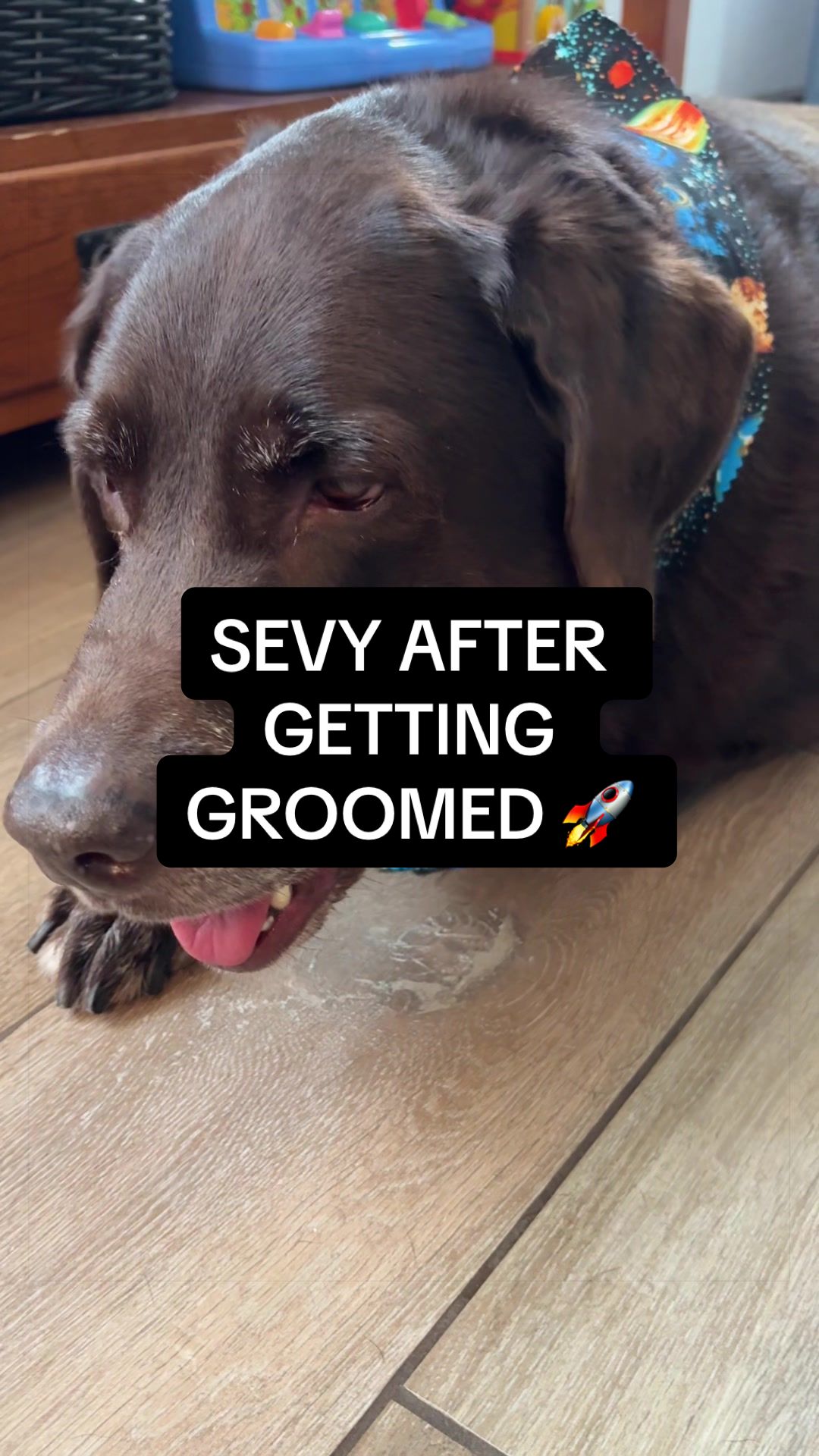 @Sevy and Gus 🐾