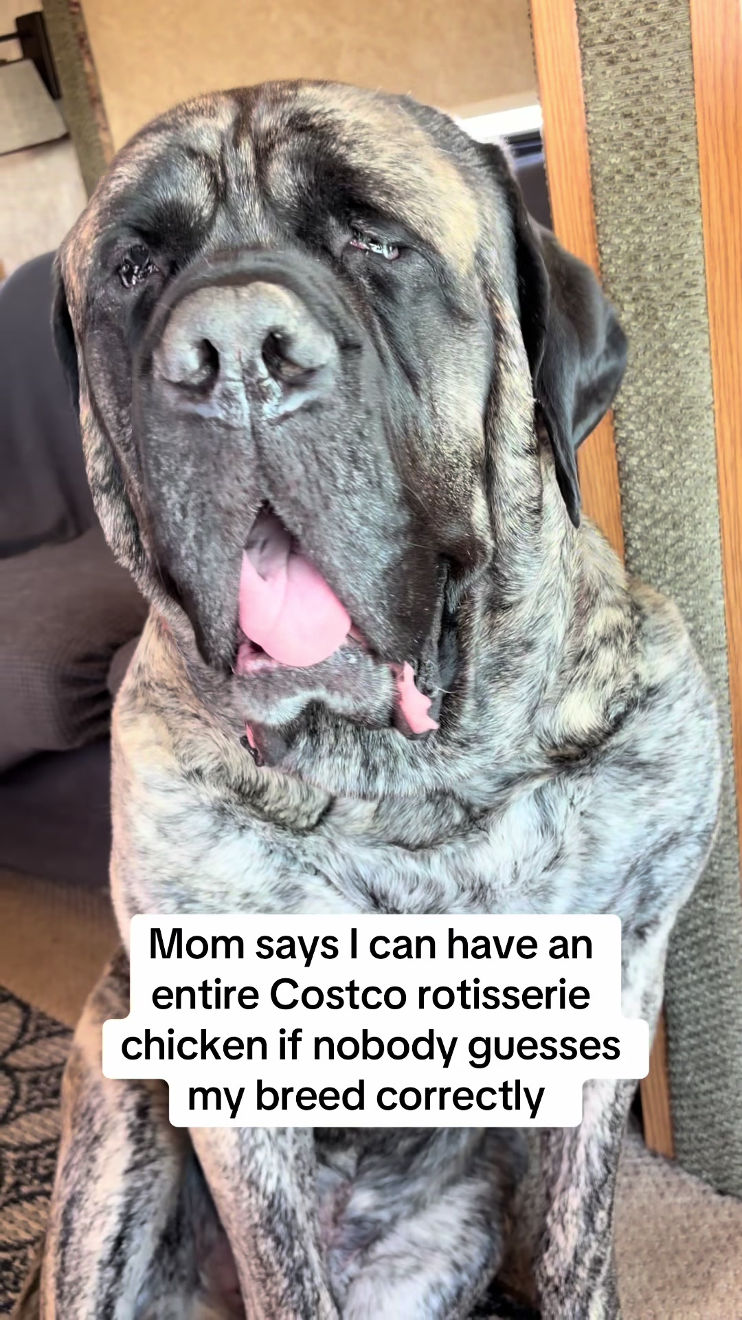 @BrindleBearTheMastiff
