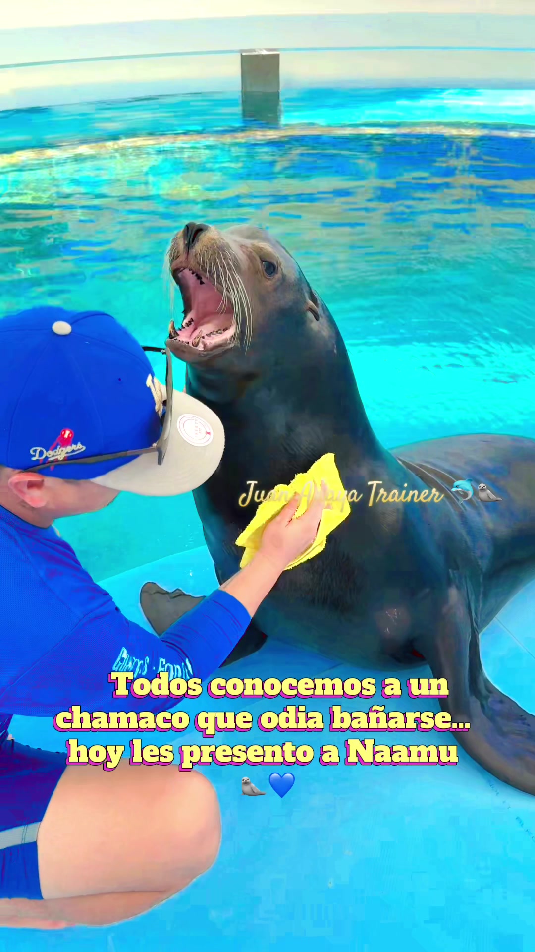 @Juan Anaya Trainer 🐬🦭