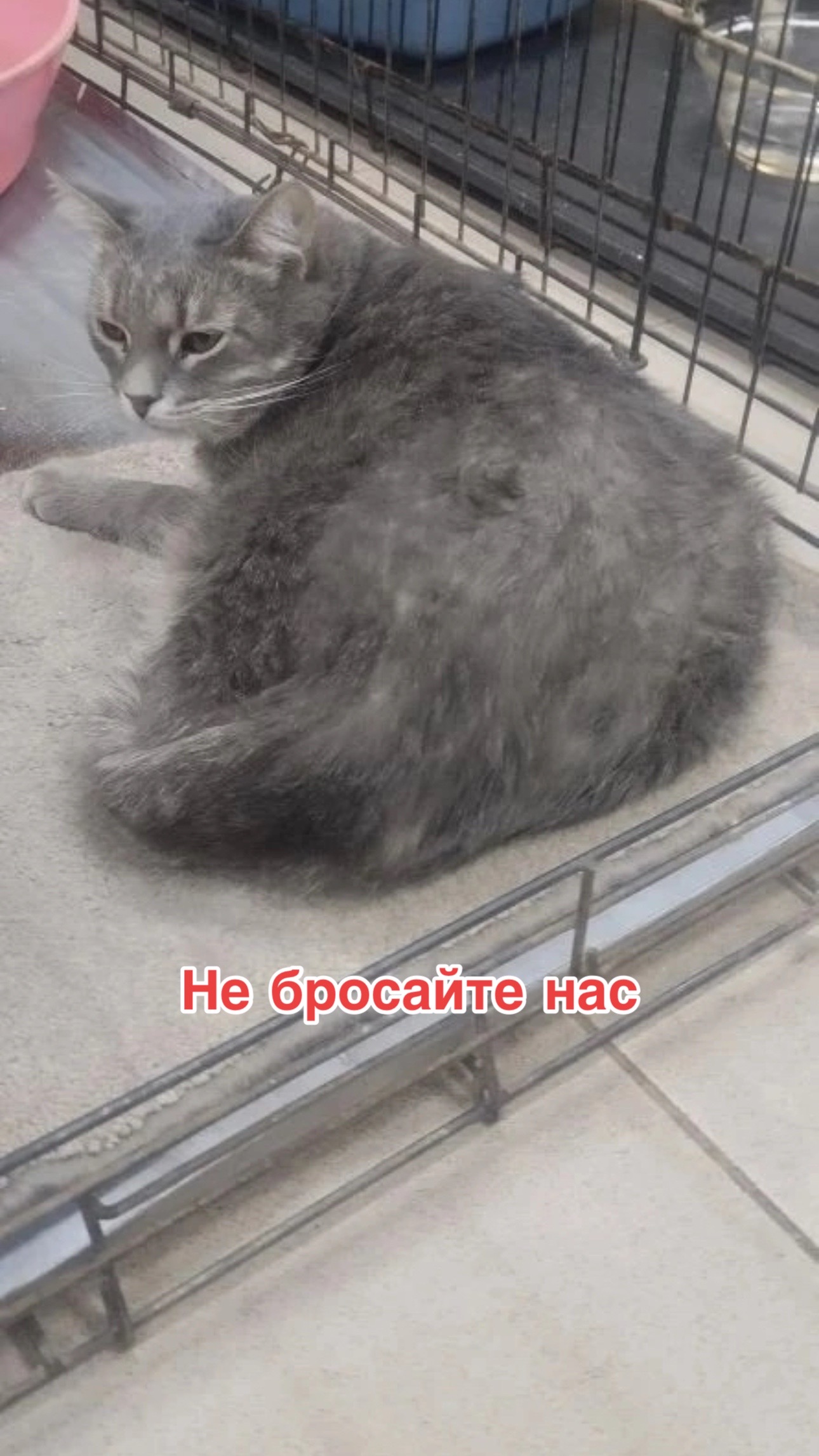 @Приют Потеряшка