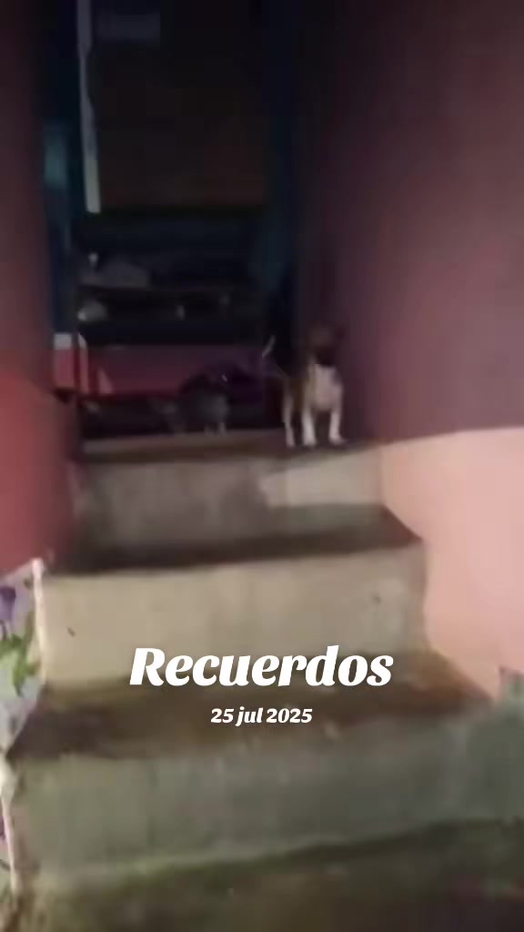 @luiselpollo95