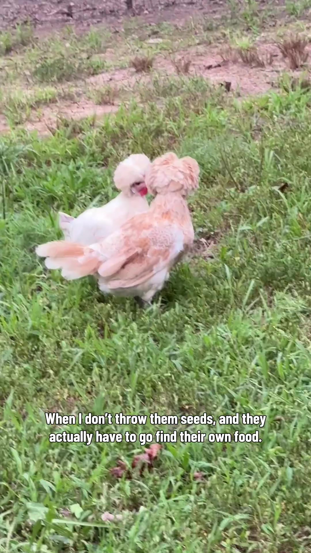 @Rhinestone Ridge Farms