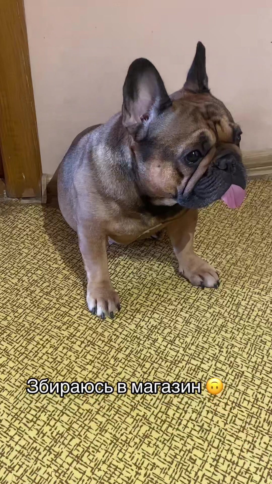 @_holly_bulls_