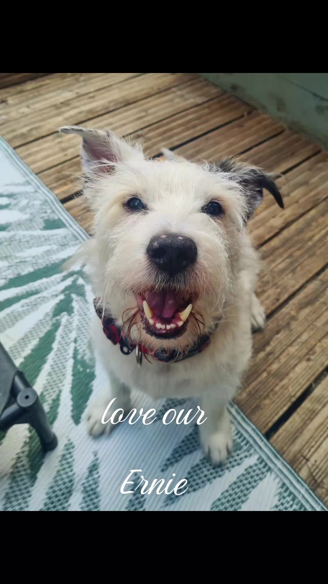 @claire🌈bellaBert Ernie💙Tonks