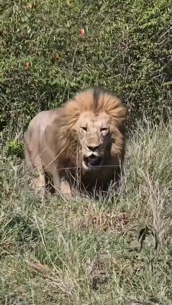 @LION MOTIVATION 🇨🇩🇨🇩🇨🇩