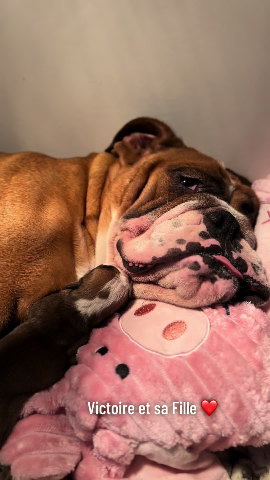 @bulls_in_skate