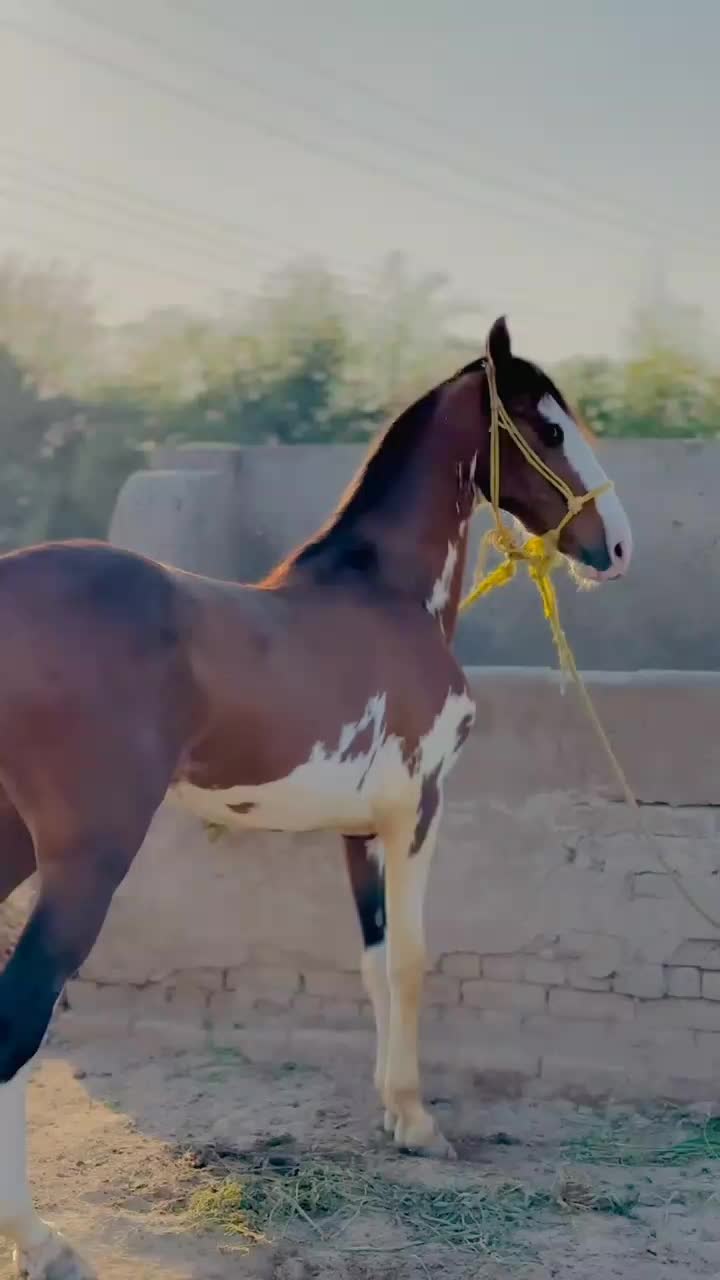 @مہر عامر سہیل لک🐎🏆🥂