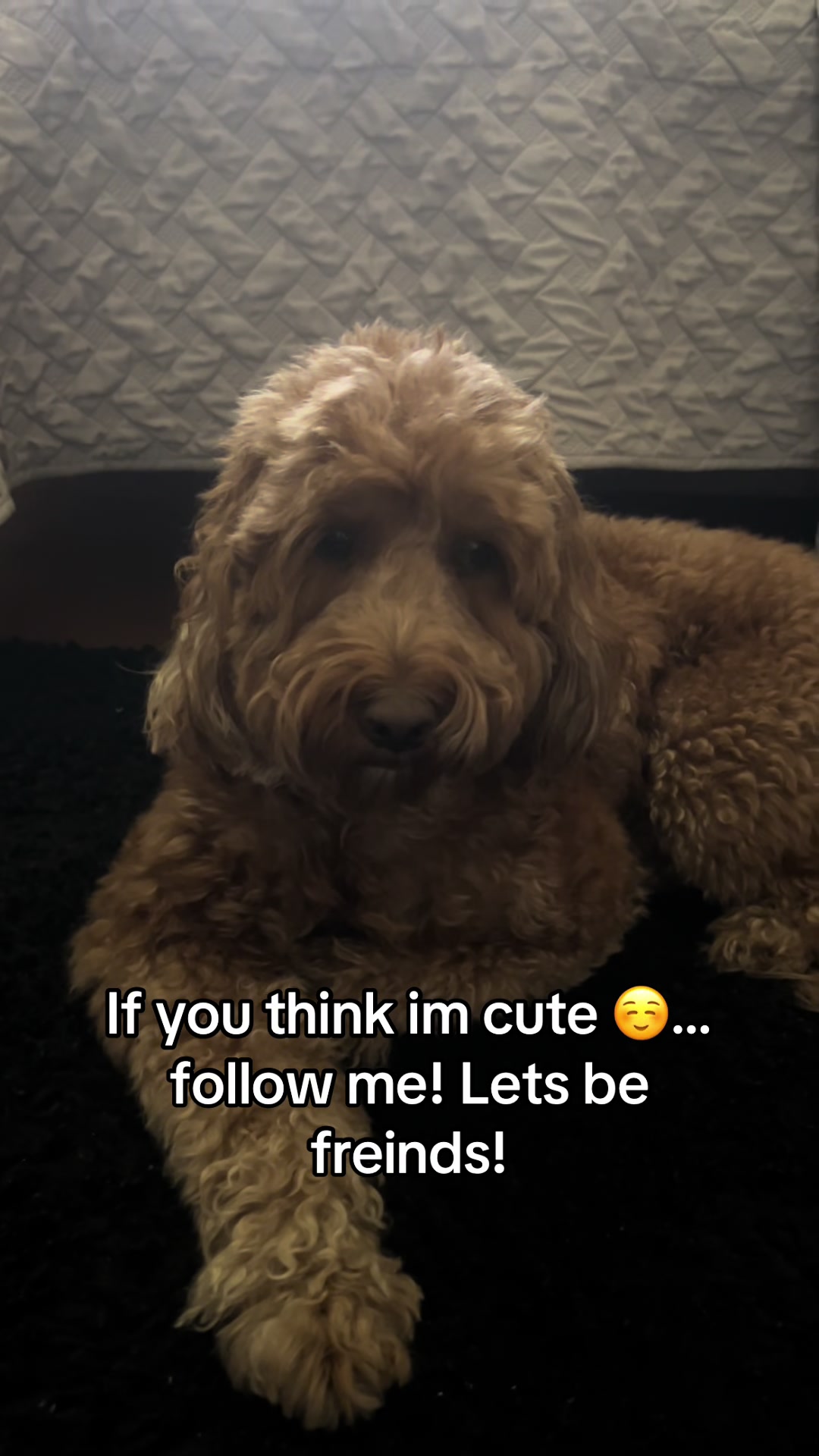 @Goldendoodlelover