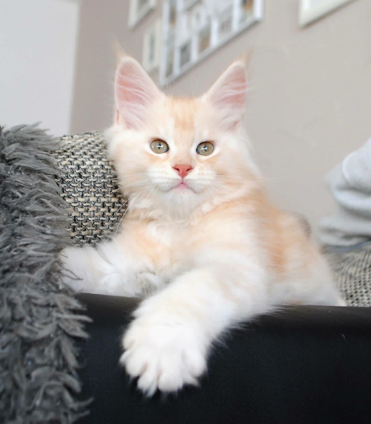 @Maine Coon Kittens