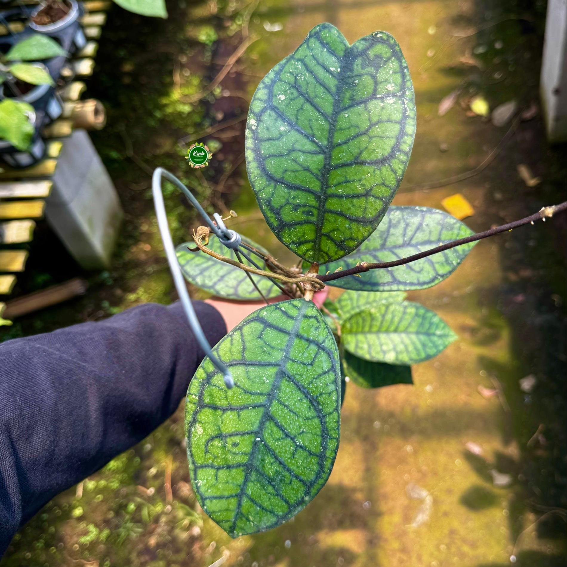 @Kamle Plants