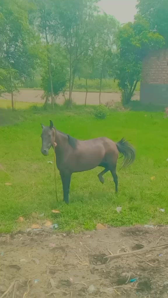 @Ali akbar Dogar
