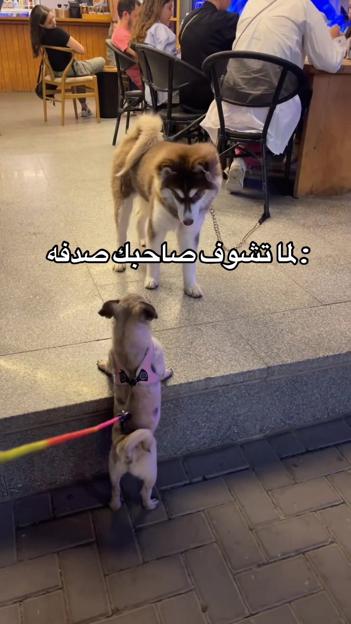 @FARIS & Wiskey 🐾