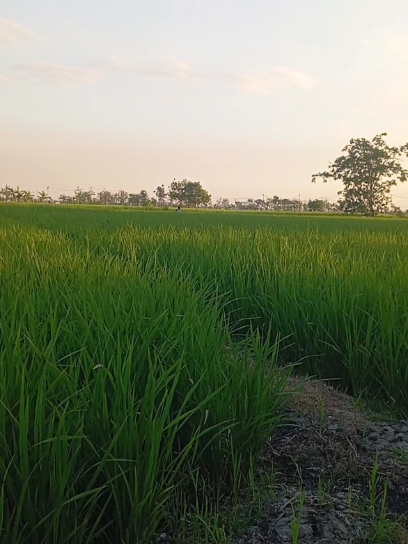 @pangkita