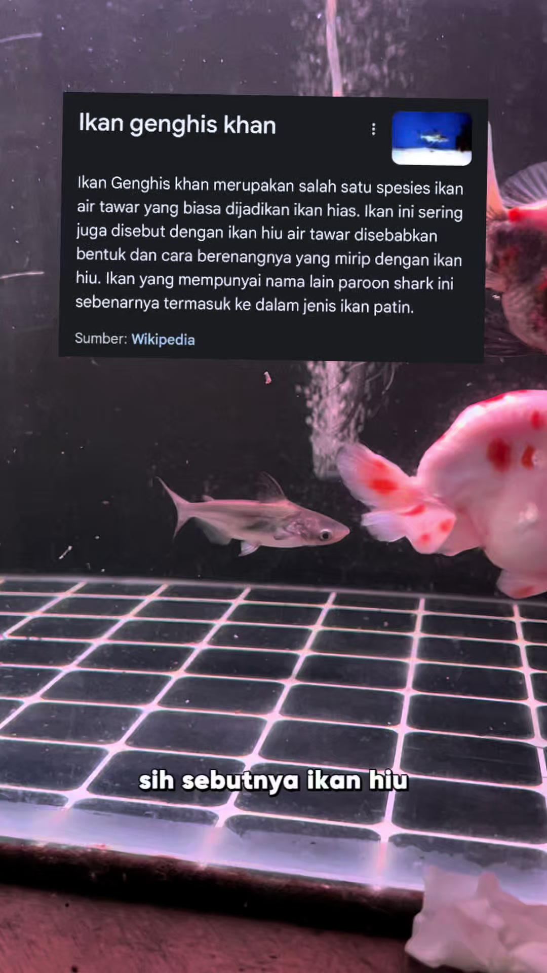 @Tyan si Papapnya Anabul