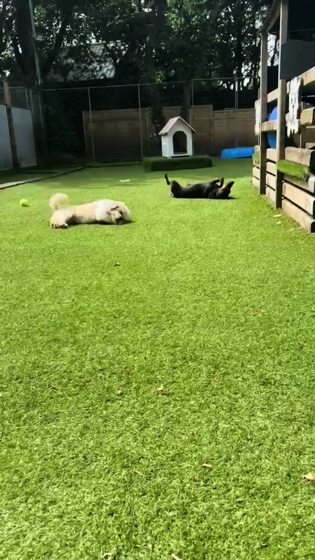 @Many Tears Animal Rescue🐾
