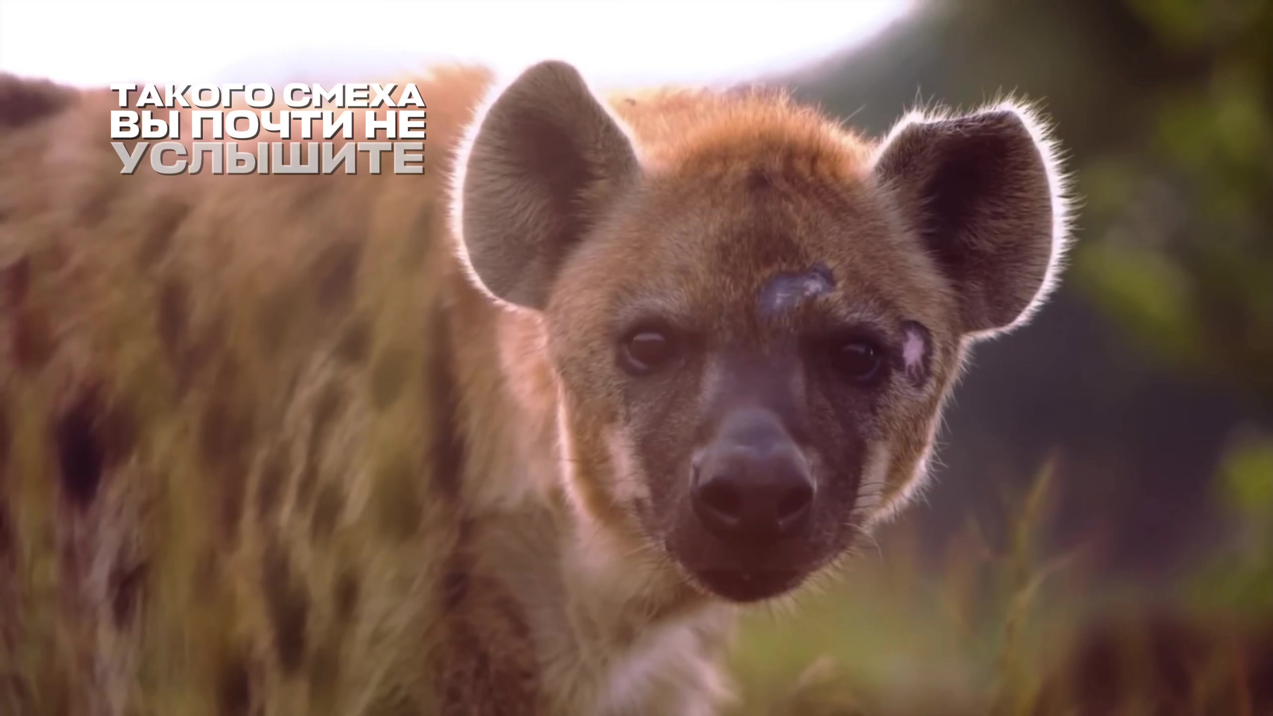 @sometimes