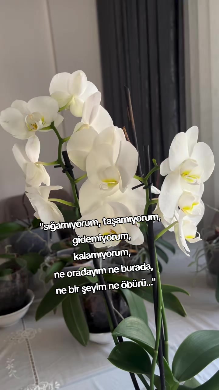 @kyplrdym
