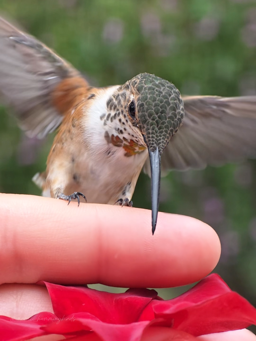 @unreal_hummingbirds