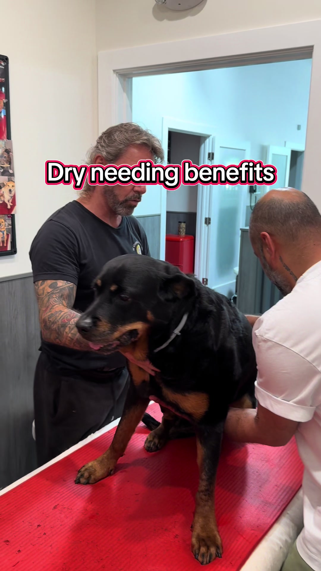 @ArfitDogRehabFitness