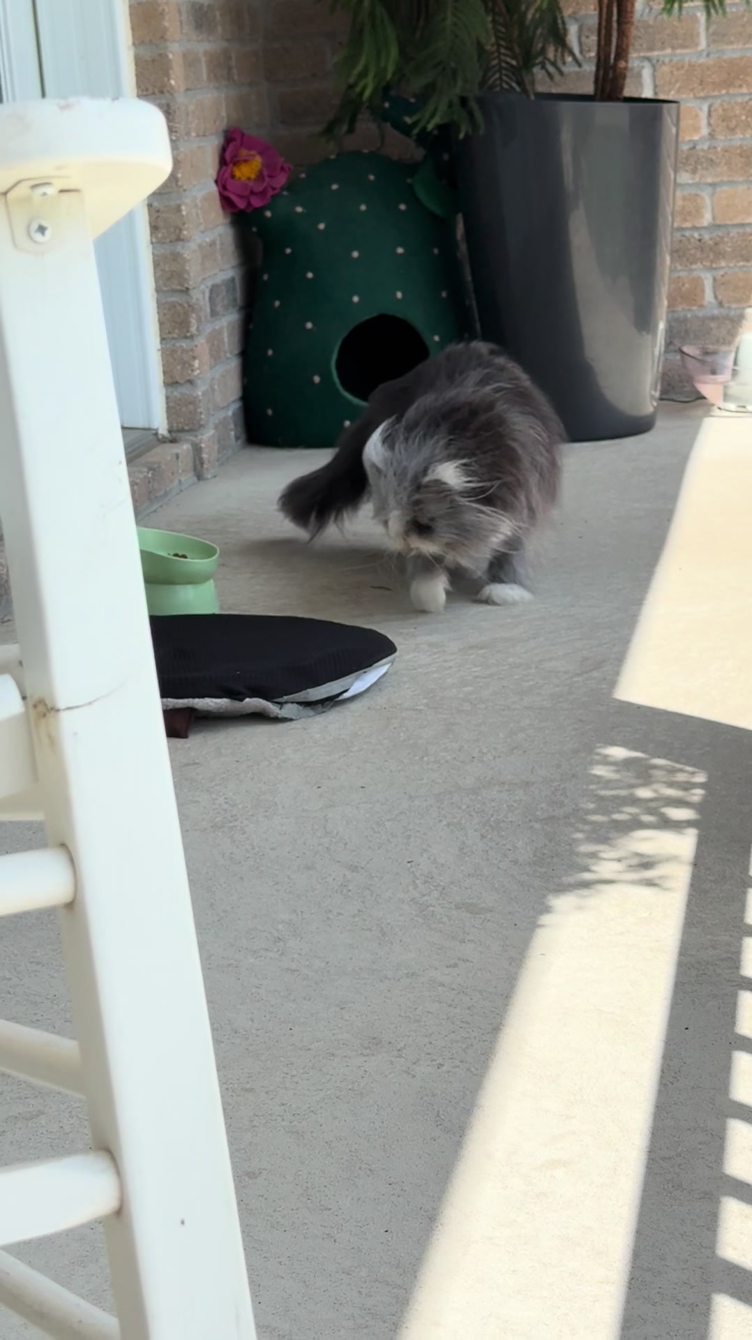 @atchoumthecat